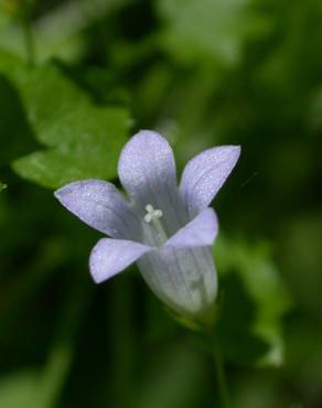 Fotografia 1 da espécie Wahlenbergia hederacea no Jardim Botânico UTAD