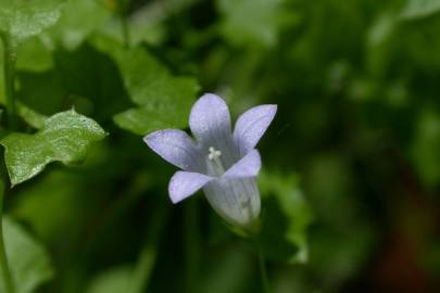 Fotografia da espécie Wahlenbergia hederacea