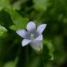 Fotografia 1 da espécie Wahlenbergia hederacea do Jardim Botânico UTAD