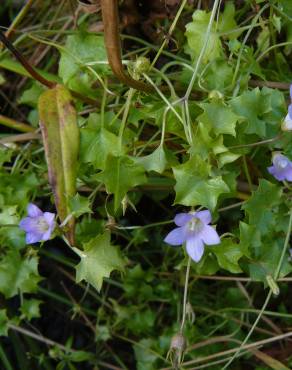 Fotografia 6 da espécie Wahlenbergia hederacea no Jardim Botânico UTAD