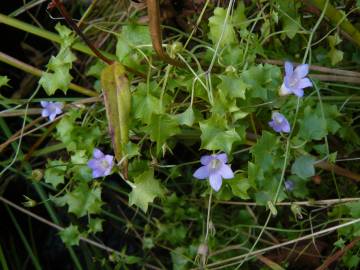 Fotografia da espécie Wahlenbergia hederacea