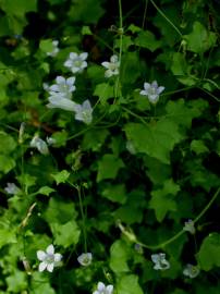 Fotografia da espécie Wahlenbergia hederacea