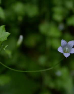 Fotografia 8 da espécie Wahlenbergia hederacea no Jardim Botânico UTAD