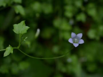 Fotografia da espécie Wahlenbergia hederacea