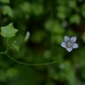 Fotografia 8 da espécie Wahlenbergia hederacea do Jardim Botânico UTAD