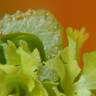 Fotografia 8 da espécie Apium graveolens do Jardim Botânico UTAD