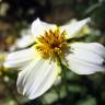 Fotografia 8 da espécie Bidens aurea do Jardim Botânico UTAD