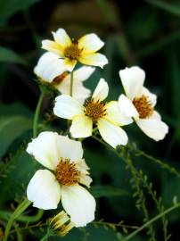 Fotografia da espécie Bidens aurea