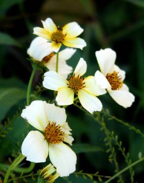 Fotografia 9 da espécie Bidens aurea no Jardim Botânico UTAD