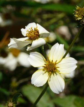 Fotografia 10 da espécie Bidens aurea no Jardim Botânico UTAD