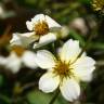 Fotografia 10 da espécie Bidens aurea do Jardim Botânico UTAD