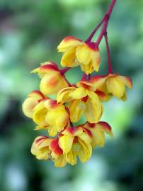 Fotografia da espécie Berberis vulgaris