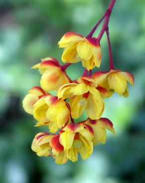 Fotografia 6 da espécie Berberis vulgaris no Jardim Botânico UTAD