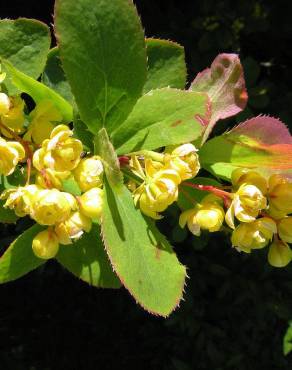 Fotografia 1 da espécie Berberis vulgaris no Jardim Botânico UTAD