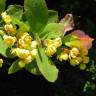 Fotografia 1 da espécie Berberis vulgaris do Jardim Botânico UTAD
