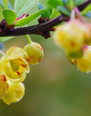 Fotografia 7 da espécie Berberis vulgaris no Jardim Botânico UTAD