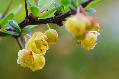 Fotografia da espécie Berberis vulgaris