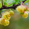 Fotografia 7 da espécie Berberis vulgaris do Jardim Botânico UTAD