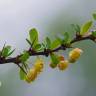 Fotografia 8 da espécie Berberis vulgaris do Jardim Botânico UTAD