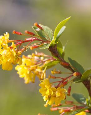 Fotografia 9 da espécie Berberis vulgaris no Jardim Botânico UTAD