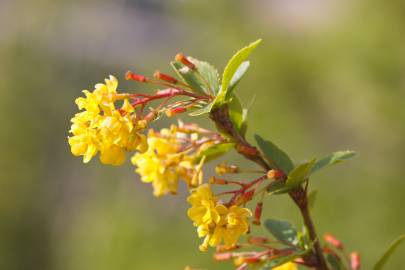 Fotografia da espécie Berberis vulgaris