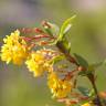 Fotografia 9 da espécie Berberis vulgaris do Jardim Botânico UTAD