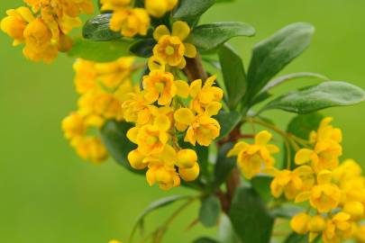 Fotografia da espécie Berberis vulgaris