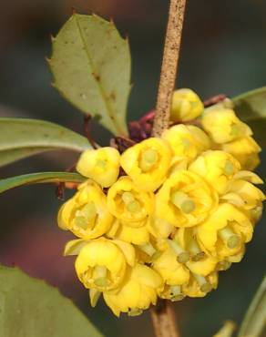 Fotografia 12 da espécie Berberis vulgaris no Jardim Botânico UTAD