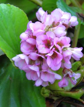 Fotografia 3 da espécie Bergenia cordifolia no Jardim Botânico UTAD