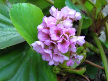 Fotografia da espécie Bergenia cordifolia