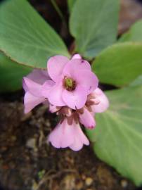 Fotografia da espécie Bergenia cordifolia