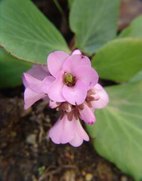 Fotografia 4 da espécie Bergenia cordifolia no Jardim Botânico UTAD