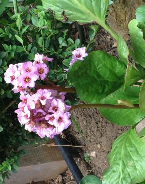 Fotografia 6 da espécie Bergenia cordifolia no Jardim Botânico UTAD