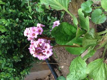 Fotografia da espécie Bergenia cordifolia