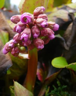 Fotografia 7 da espécie Bergenia cordifolia no Jardim Botânico UTAD