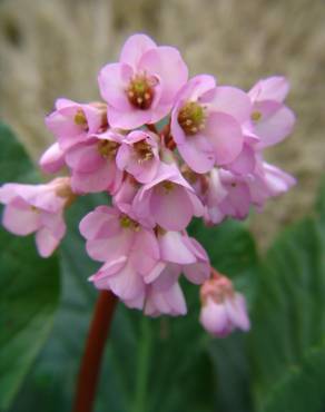 Fotografia 8 da espécie Bergenia cordifolia no Jardim Botânico UTAD