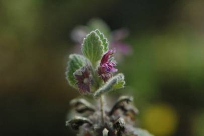 Fotografia da espécie Ballota hirsuta