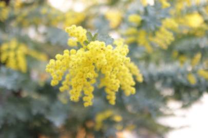 Fotografia da espécie Acacia baileyana