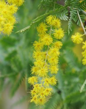 Fotografia 7 da espécie Acacia baileyana no Jardim Botânico UTAD