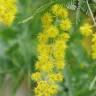 Fotografia 7 da espécie Acacia baileyana do Jardim Botânico UTAD