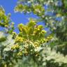 Fotografia 8 da espécie Acacia baileyana do Jardim Botânico UTAD