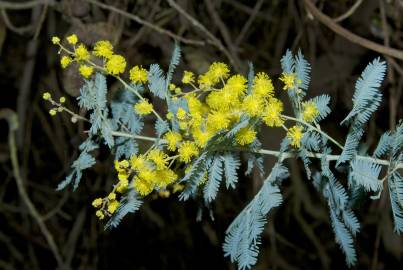 Fotografia da espécie Acacia baileyana