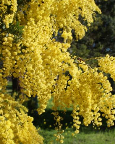 Fotografia de capa Acacia baileyana - do Jardim Botânico