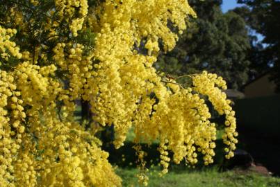 Fotografia da espécie Acacia baileyana