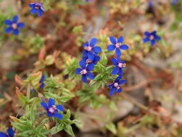 Fotografia da espécie Anagallis foemina