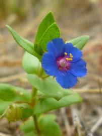 Fotografia da espécie Anagallis foemina