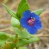 Fotografia 1 da espécie Anagallis foemina do Jardim Botânico UTAD