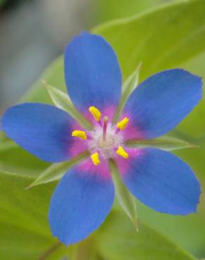 Fotografia 4 da espécie Anagallis foemina no Jardim Botânico UTAD