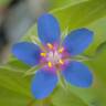 Fotografia 4 da espécie Anagallis foemina do Jardim Botânico UTAD