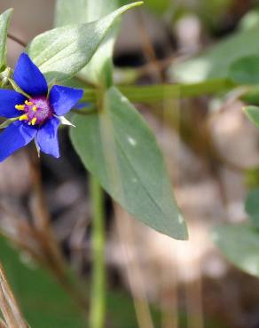 Fotografia 5 da espécie Anagallis foemina no Jardim Botânico UTAD